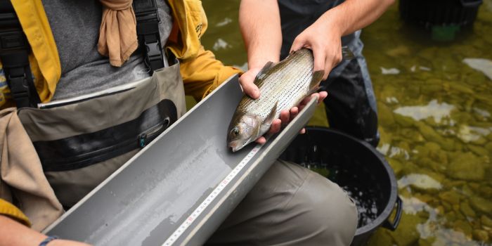 Pêches de sauvegarde : comprendre une opération clé en cours d’eau